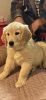 Golden Retriever Puppy Needs a Home