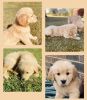 Full-Blooded AKC Registered Golden Retriever Puppies