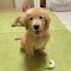 Eye-Catching Golden Retriever Pups Ready For New Homes.