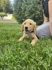 AKC registered golden retriever puppy