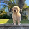 Lovely Tested Golden Retriever puppy