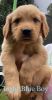 AKC Registered Golden Retriever Puppy