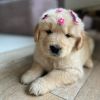 Sweet Tested Golden Retriever puppy