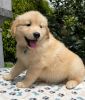 Sweet Healthy Golden Retriever Puppy