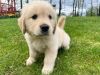 Loving Cute Golden Retriever Puppy