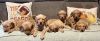 AKC Registered puppies!