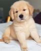 Chunky Male & Female Golden Retriever Puppies For Sale