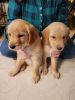 Golden Retreiver puppies