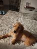 12 week old Golden Retriever Puppy for sale