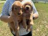 Kind-Hearted Golden Retriever Puppies