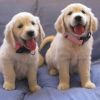 Gorgeous AKC Golden Retriever Puppies