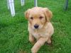 female golden retriever puppies for sale