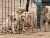 AKC Golden Retriever pups for sale