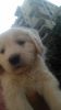 Golden retrivever puppiess for sale
