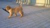 Golden retriever pup for sale