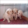 Beautiful Golden Retriever puppies now available