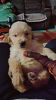 I want to sell my golden retriever puppy