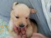 Golden Retriever pup for sale