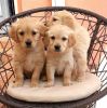 Cute and Adorable golden retriever Puppies