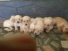 Puppies golden retriever