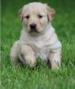 Akc Golden retriever puppies Available