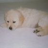 gzgysh cute golden retriever puppies for sale