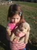hudhj cute M/F golden retriever puppies for sale