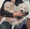 Golden Retriever puppies male and female ready