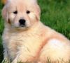 Loyal Golden Retriever Puppies