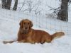 Golden Retriever Puppies