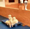 adorable golden retriever puppies