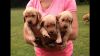 I sell AKC purebred puppies only on