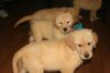 available female golden retriever puppy