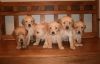 akc registered golden retriever puppies