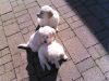 Golden Retriever Puppies available