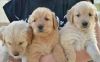 Golden Retriever Puppies For A xxxxxxxxxx New