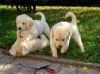 Nice looking Golden Retriever puppies ready.