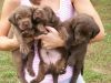 Golden Retriever Puppies For Afoption