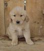 Golden Retriever Puppies for Adoption