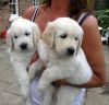 Healthy Golden Retriever Puppies now ready