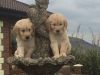 Beautiful Golden Retriever Puppies
