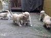 Golden Retriever High Line Pups For Sale