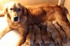 Home Raised Golden Retriever Puppies For Adoption