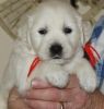 Sweet Female Golden Retriever puppies for sale