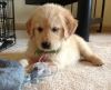 Well Trained Golden Retriever Puppies For Sale