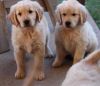 Gorgeous Active Male And Female Golden Retriever