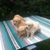 Adorable Akc Golden Retriever Puppies For Sale