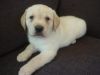 home trained golden babies for sale