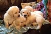 4 Akc Golden Retriever Puppies For Your Homes