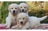 Ready- Golden Retriever Puppies For Your Family